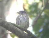 African Broadbill, lifer for our guide!