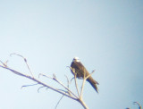 White-headed Sawwing