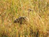 Black-bellied Bustard