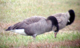 Canada Goose X Greylag Goose hybrid