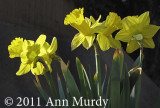 Yellow daffodils