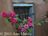 Roses and distressed window