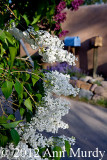 White lilac