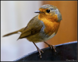 A visitor on the edge of the veranda