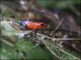 Grenouille blue-jeans / Strawberry poison-dart frog