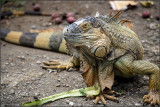 Iguane / Iguana