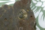 fossil 6.jpg