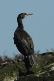 shag