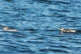 guillemots