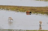 avocet chicks
