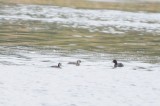 little grebe and pull