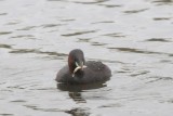 Little grebe and fish