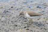 common sandpiper