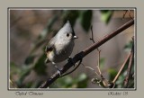 Tufted Titmouse