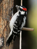 Downy Woodpecker