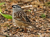 White-crowned Sparrow