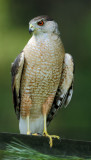 Coopers Hawk