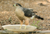 Coopers Hawk