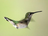 Ruby Throated Hummingbird