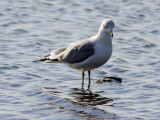 Ring-billed Gull