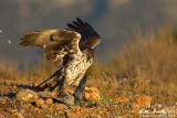 Aquila di bonelli (Aquila fasciata)