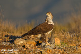 Aquila di bonelli (Aquila fasciata)