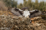 Aquila di bonelli (Aquila fasciata)