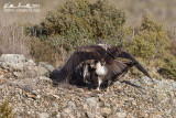 Aquila di Bonelli (Aquila fasciata)