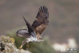 Aquila di Bonelli (Aquila fasciata)