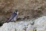 Falco pellegrino (Falco peregrinus) 
