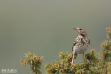 Prispolone (Anthus trivialis)  