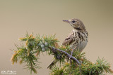 Prispolone (Anthus trivialis)  