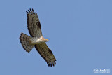 Falco pecchiaiolo (Pernis apivorus)