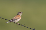 Fanello (Carduelis cannabina) 