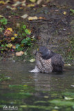 Sparviere (Accipiter nisus)