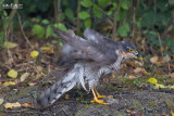 Sparviere (Accipiter nisus)