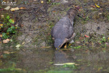 Sparviere (Accipiter nisus)