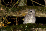 Allocco (Strix aluco)