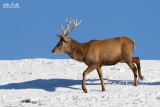 Cervo (Cervus elaphus)