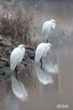 Airone bianco maggiore (Ardea alba)