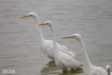 Airone bianco maggiore (Ardea alba)