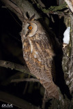Gufo comune (Asio otus)