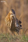 Tarabuso (Botaurus stellaris)