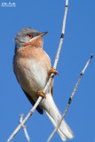 Sterpazzolina (Sylvia cantillans)