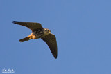 Lodolaio (Falco subbuteo)