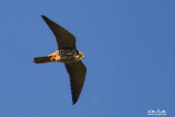 Lodolaio (Falco subbuteo)