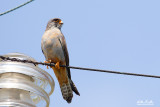 Falco cuculo (Falco vespertinus)