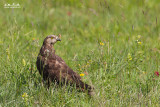 Falco pecchiaiolo (Pernis apivorus) 