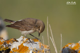 Monachella dorsonero (Oenanthe pleschanka)