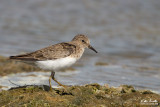 Gambecchio nano (Calidris temminckii)